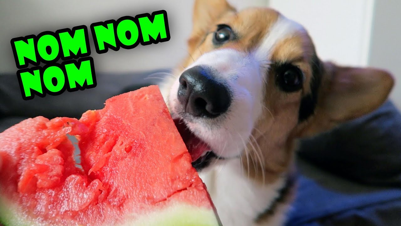 Corgi Dog Trying Fruit for the 1st Time is Strangely Satisfying