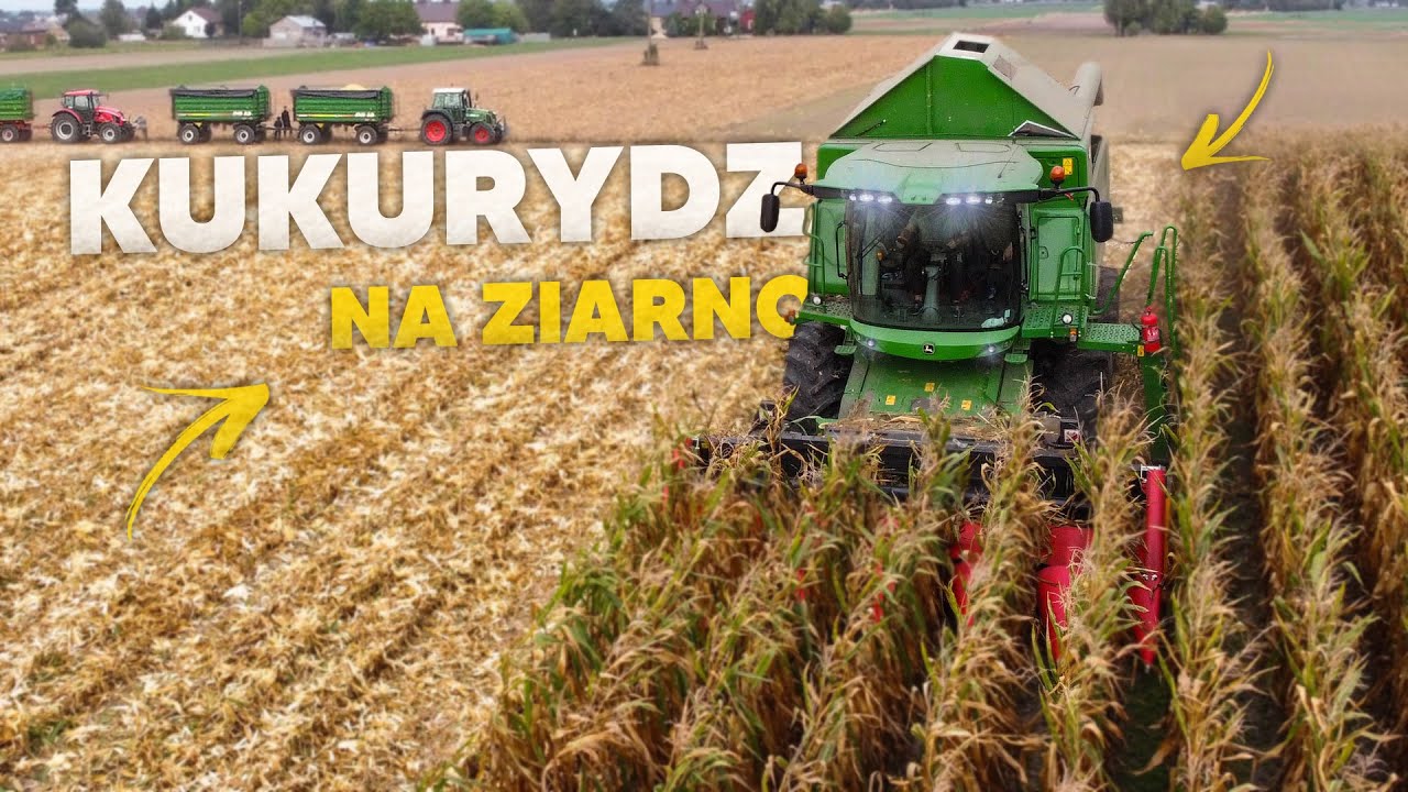 ★Kukurydza Na Ziarno 2023★UR-Pietrzak Jacek★P.H.U Czajuś★