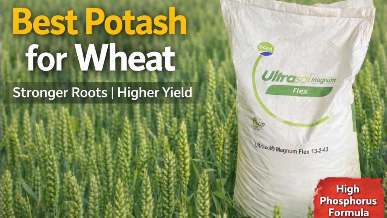 Best Potash Fertilizer for Wheat | Ultrasol Magnum Flex 13-2-43 Complete Guide