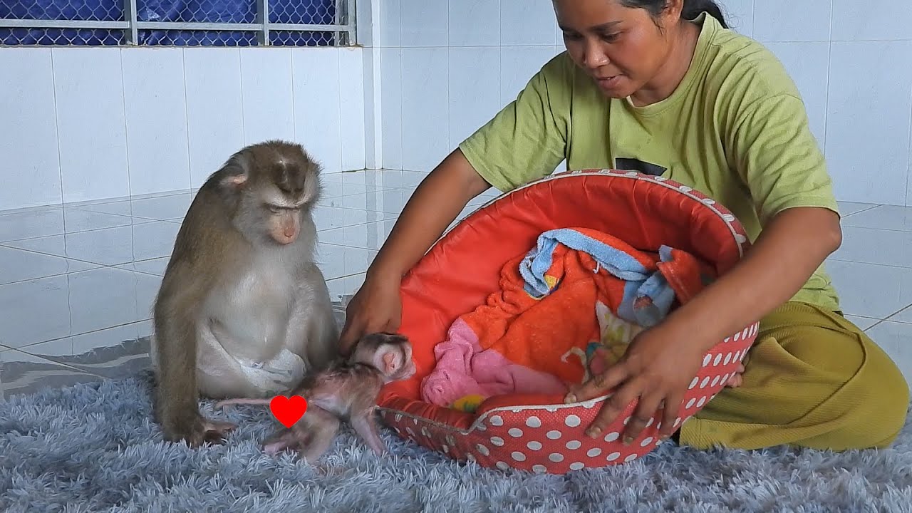 Grandma With Mommy Luna Teaching Baby Luka Walk Into Sleeping Bag
