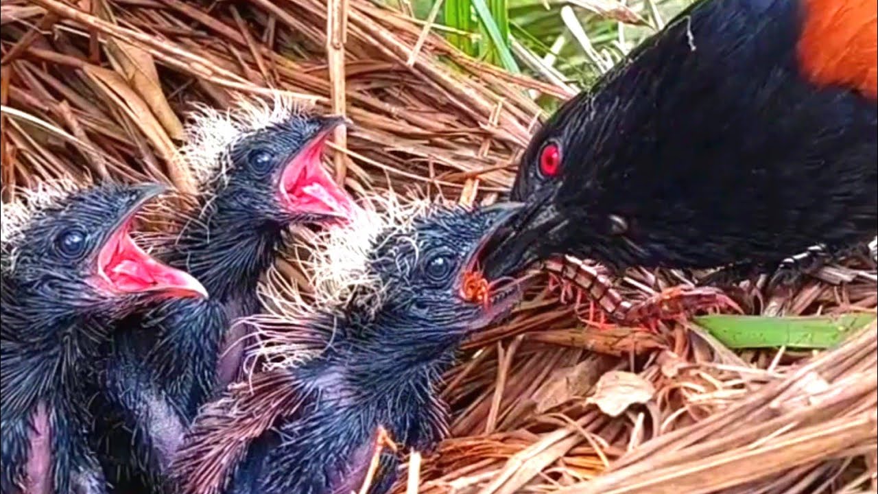 HARI INI ANAK BUBUT RIBUT DI SARANG 