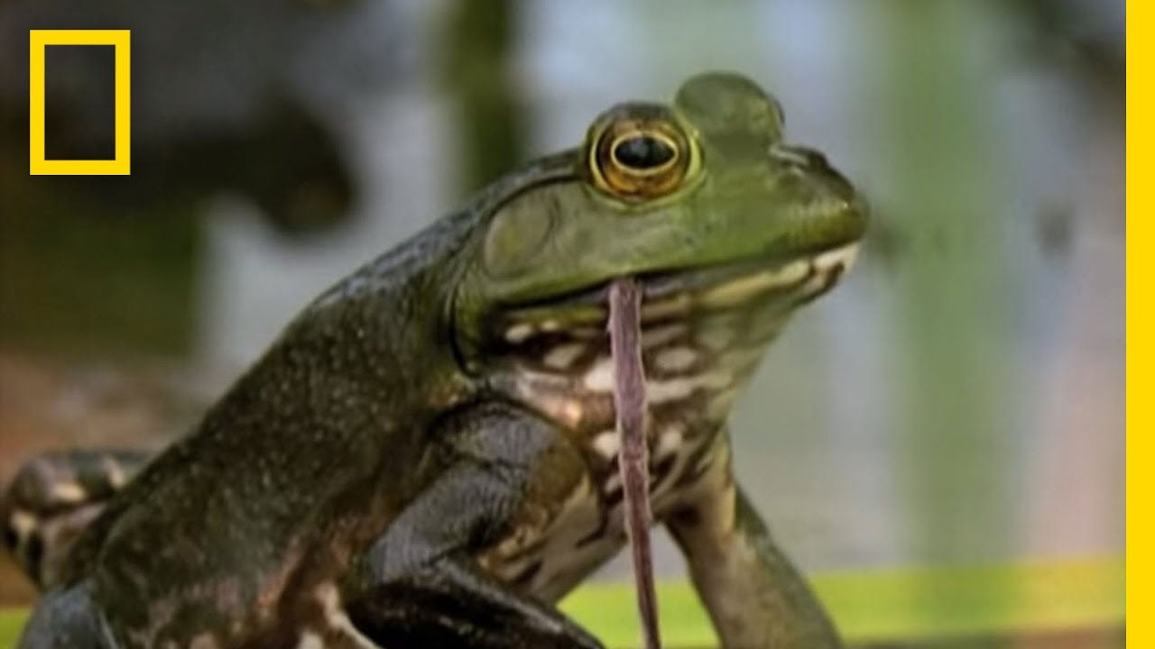 Bullfrogs Eat Everything | National Geographic