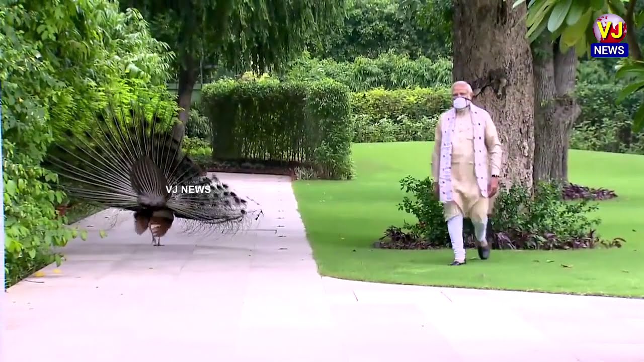 Precious moments of PM Narendra Modi feeding peacocks at his residence, New Delhi