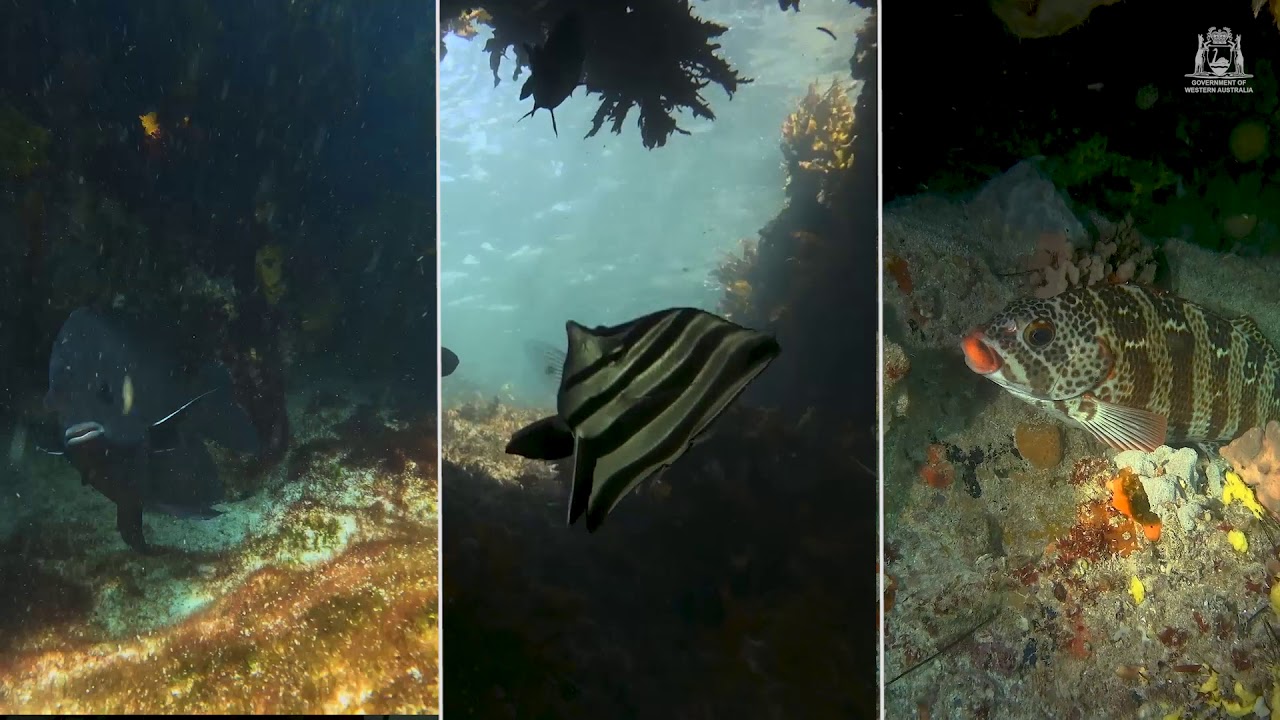 Marmion Marine Park Dive Trail