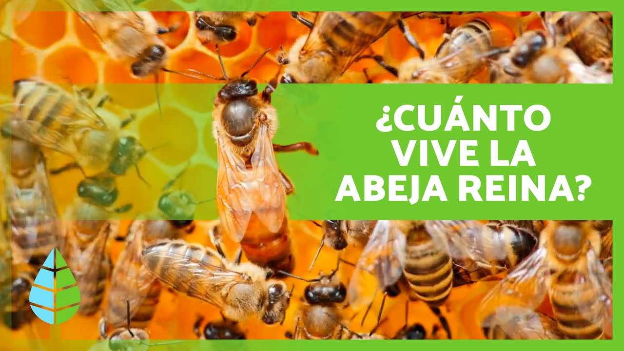&iquest;C&oacute;mo es la ABEJA REINA? 🐝👑 | Tama&ntilde;o, Funciones y Ciclo de Vida de la ABEJA REINA 🍯