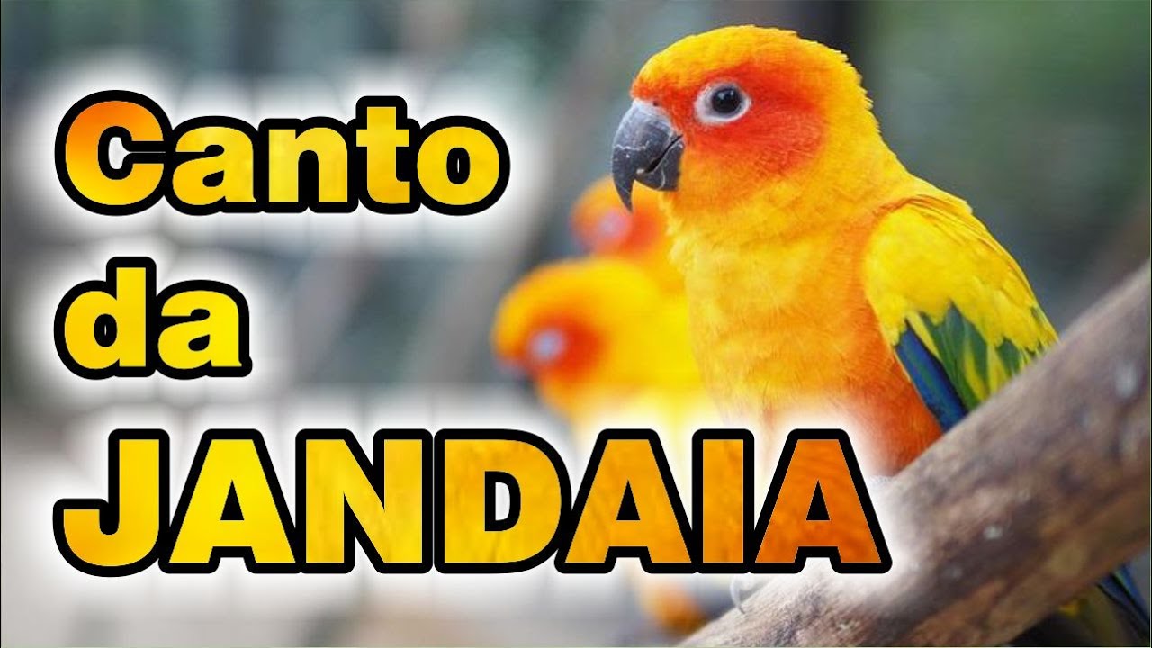 🦜 O LINDO CANTO DA JANDAIA 🐦 JANDAIA CANTANDO NA NATUREZA