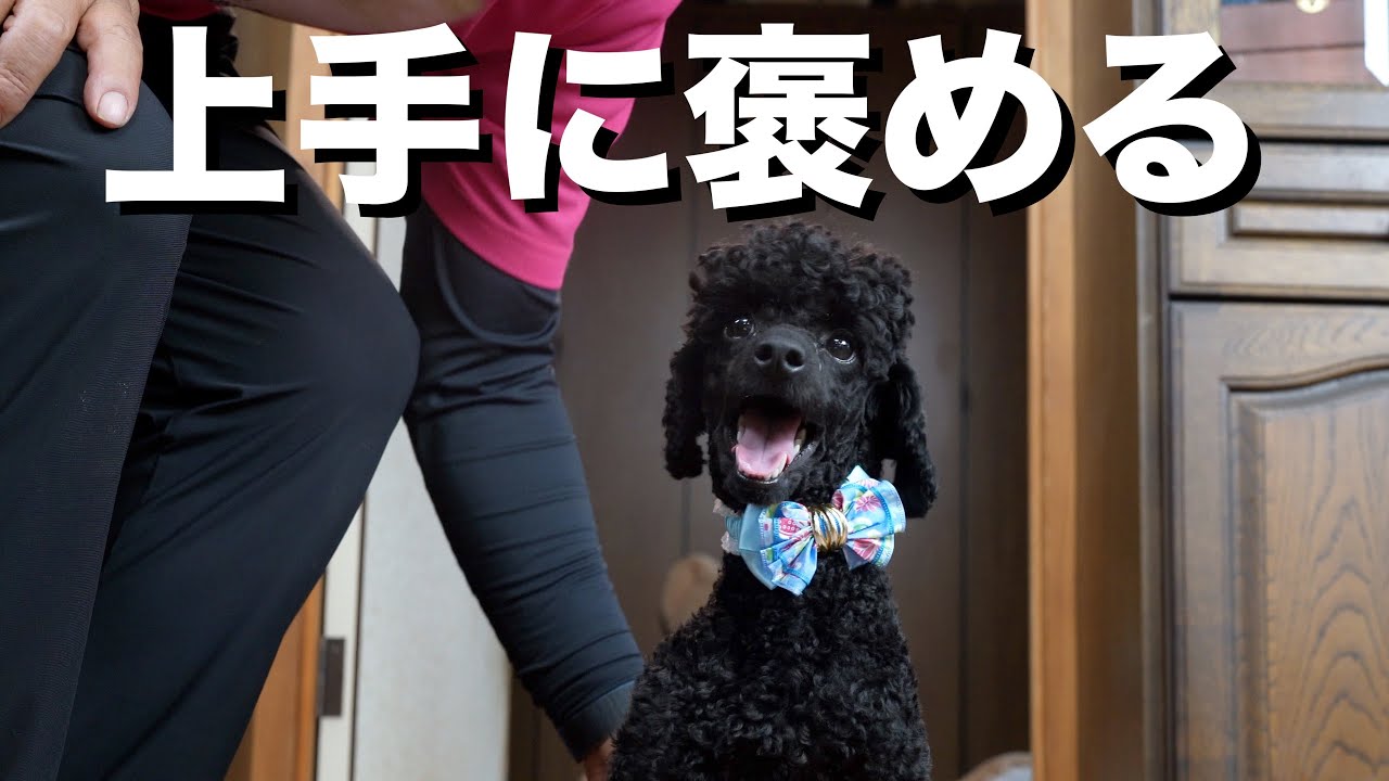 【トイプードル多頭飼い】うれしくなる、正しい褒め方【しつけ/トレーニング】