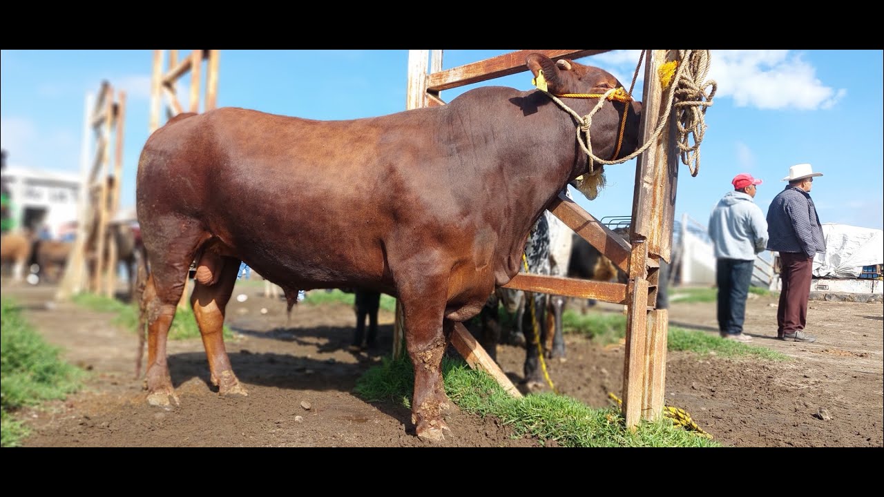 TIANGUIS DE GANADO,SANTIAGO TIANGUISTENCO-BUENA VARIEDAD DE ANIMALES-TOROS,VACAS,BORREGOS Y AVES.