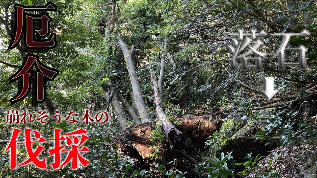 【落石!?】崩れる前にっ！！下には民家が…起きた根っこのそこには岩。今にも崩そうな木を伐採！