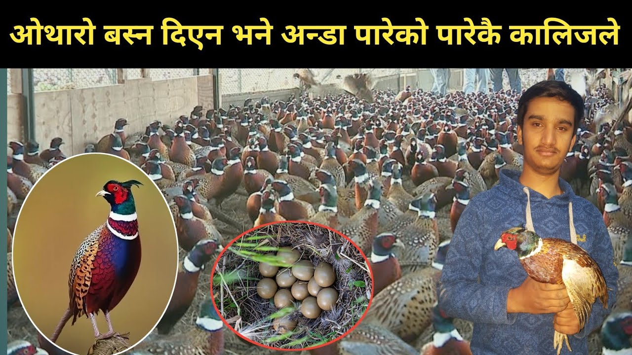 कालिजलाई ओथारो बस्न दिएन भने अन्डा पारेको पारे - pheasant farming in Nepal | kalij farm in nepal