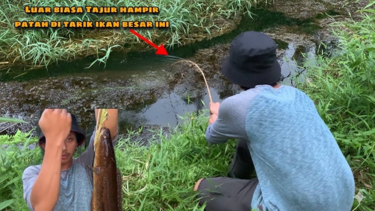 Pasang 37 tajur di spot paling bersejarah luar biasa ikan disini besar2 sampai pada panik !!
