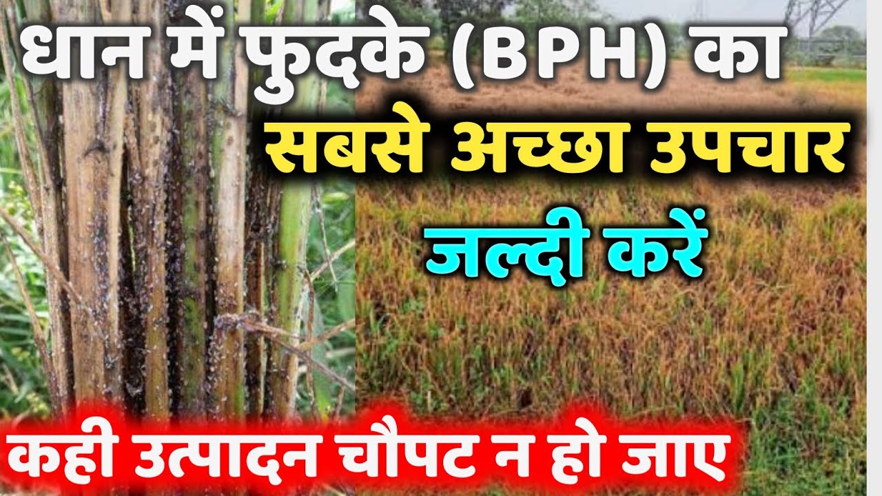 धान में फुदका , तेला, माहू का पक्का उपचार। dhan me BPH । paddy brown plant hoper। #bph