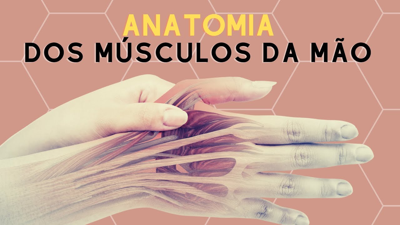Anatomia dos músculos das mãos