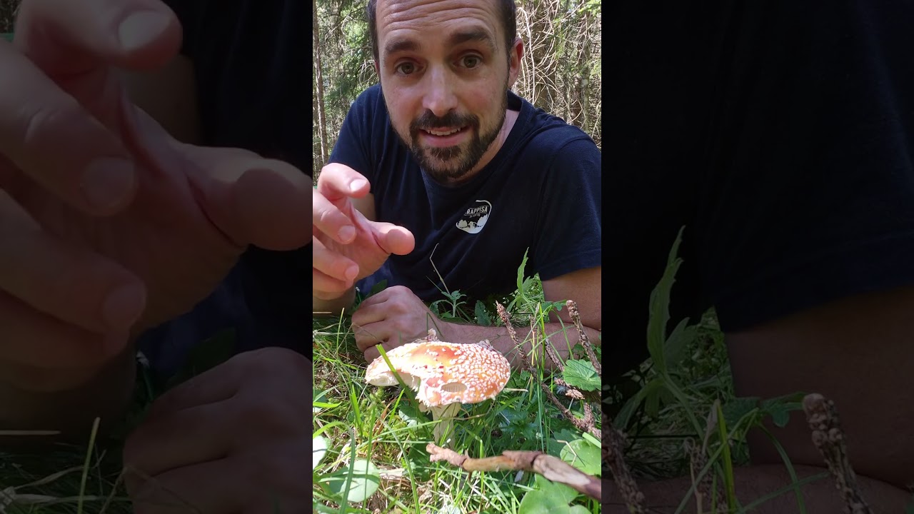LE SPIE DEI FUNGHI PORCINI: SI POSSONO MANGIARE? #funghi #porcini #natura #trekking #montagna