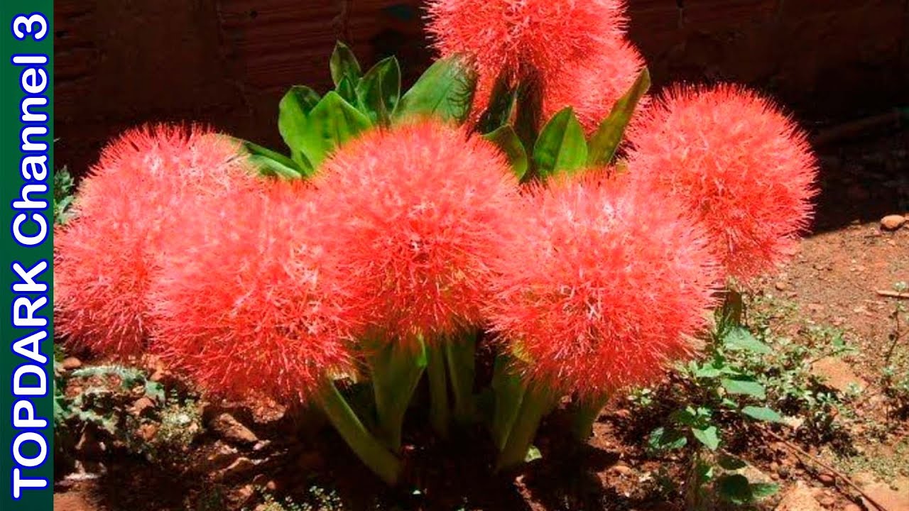 10 Variedades de Haemanthus