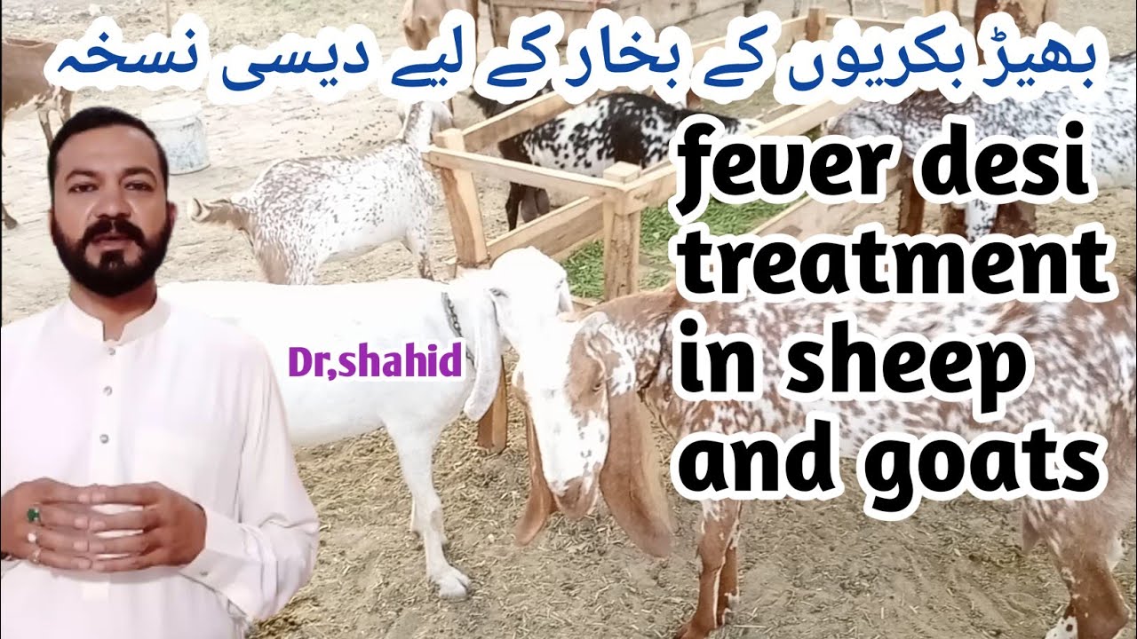 Goat farming||goat and sheep fever desi treatment ||by Dr shahid