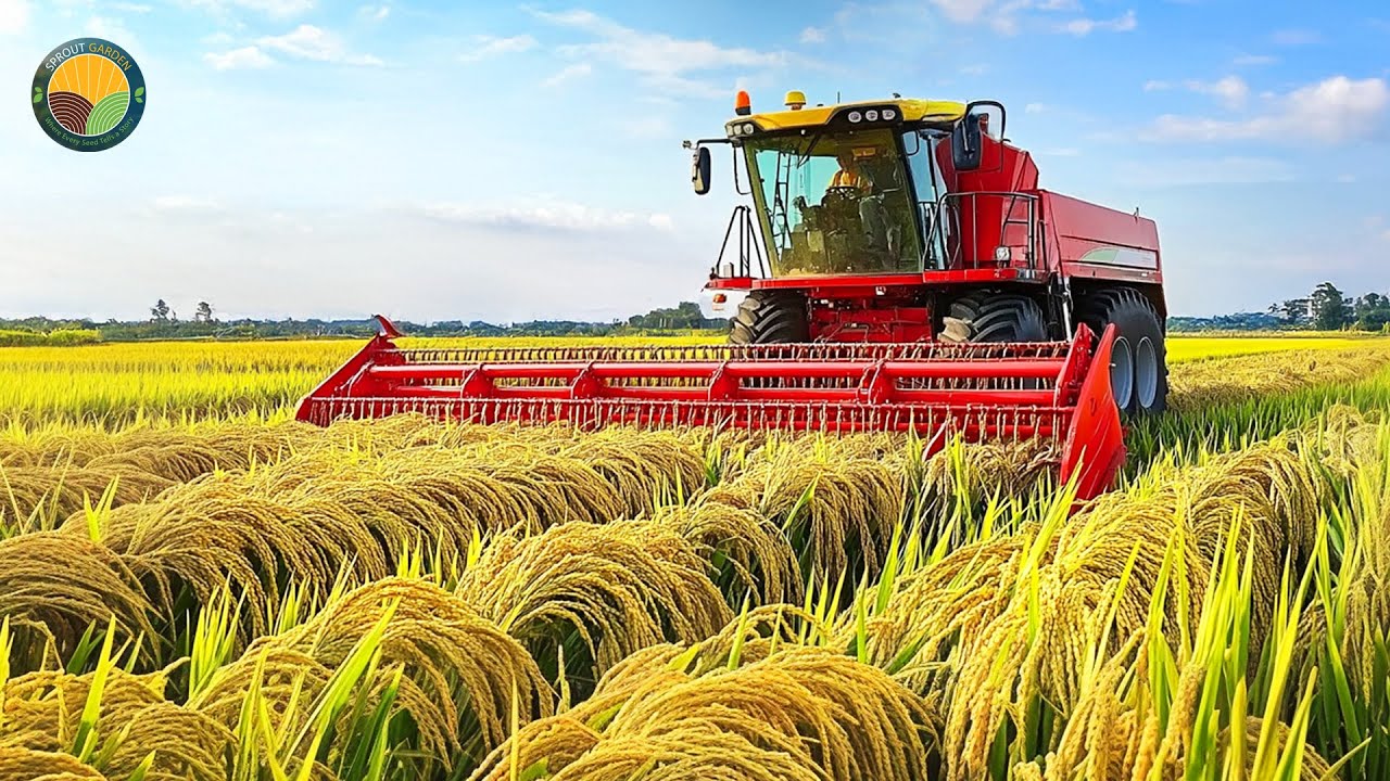 How Taiwan Farmers Harvest Rice - Rice Planting and Harvesting Process | Farming Documentary