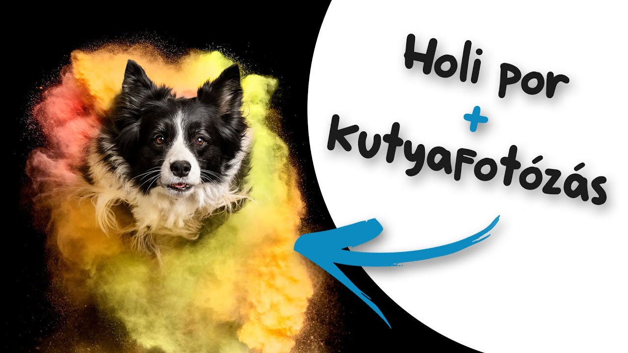 Holi poros kutyafotózás | Pixdog