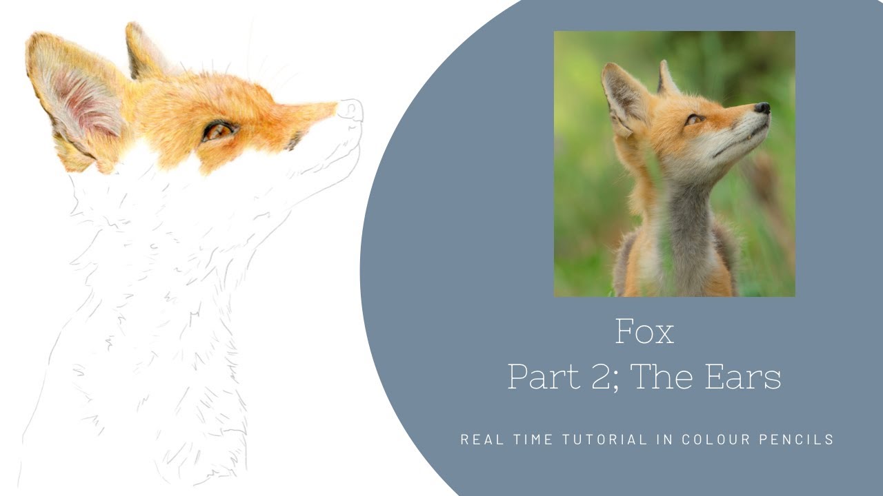 How to Draw a Fox in Colour Pencils | Real Time Tutorial | Part 2 The Ears