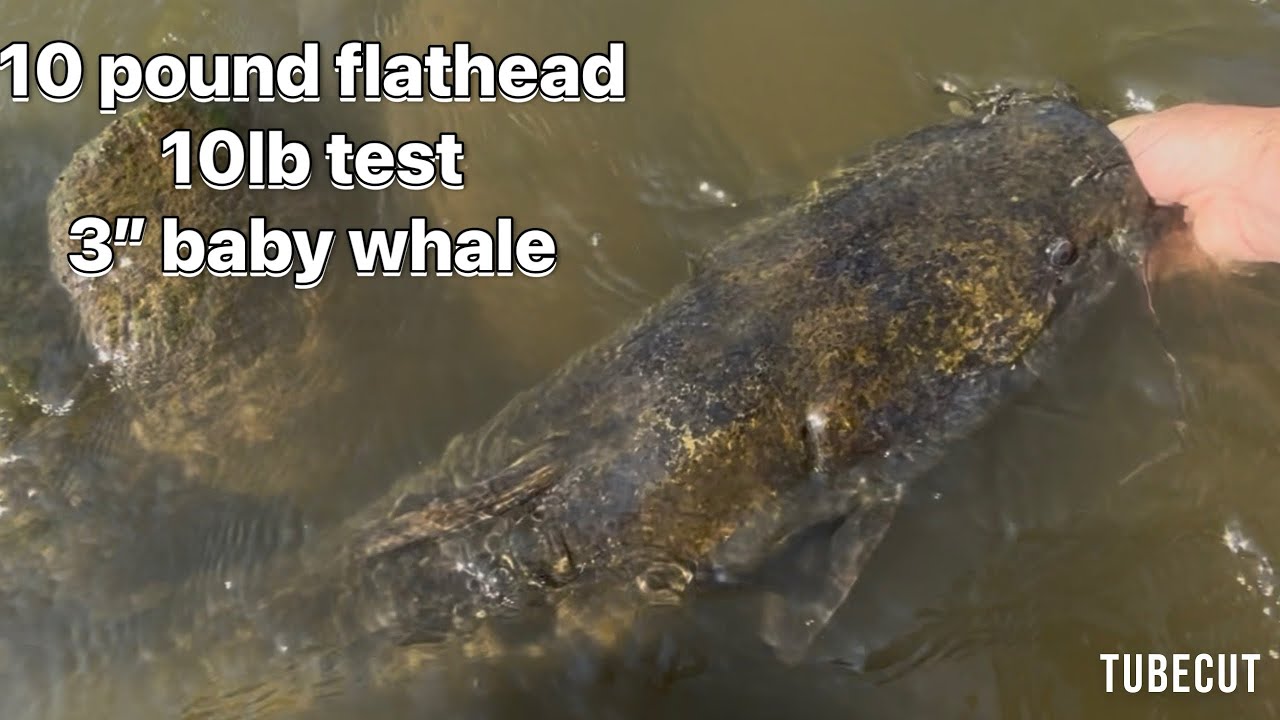 Flathead, 3” Baby Whale 6th sense. Medium light rod 10 pound test 