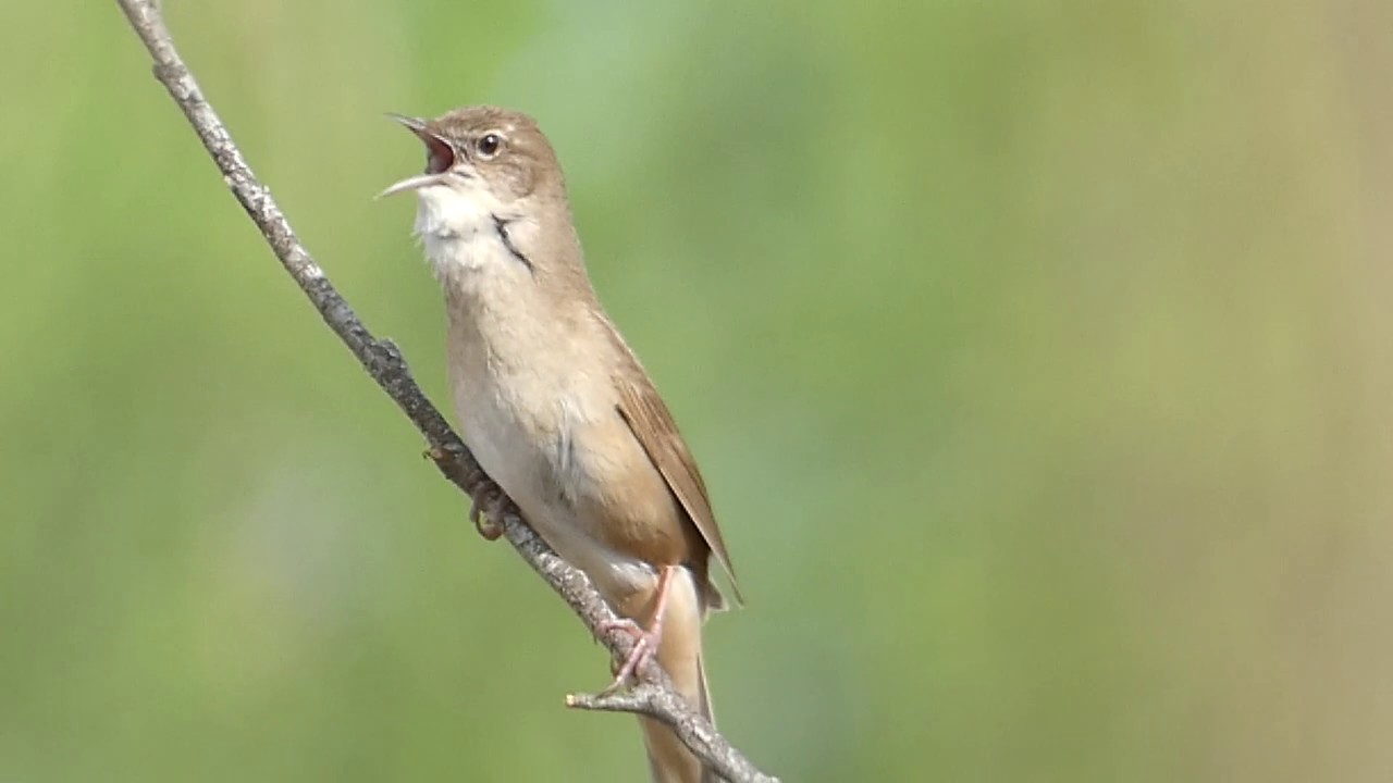 Соловьи́ный сверчо́к (лат. Locustella luscinioides)