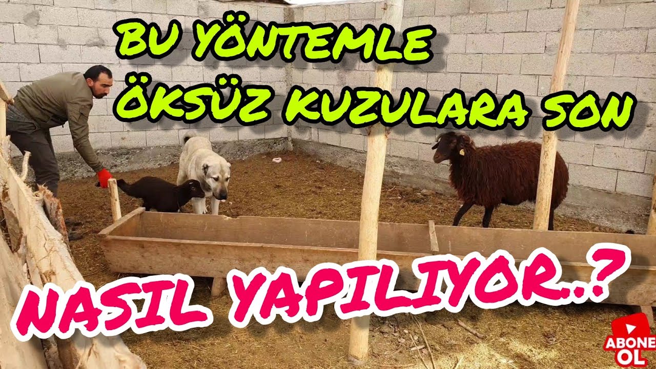 KUZUMA   HAYVAN  PAZARINDAN ANNE ALDIM (gece  doğuran koyunlar az kalsın kuzum  ölüyordu )