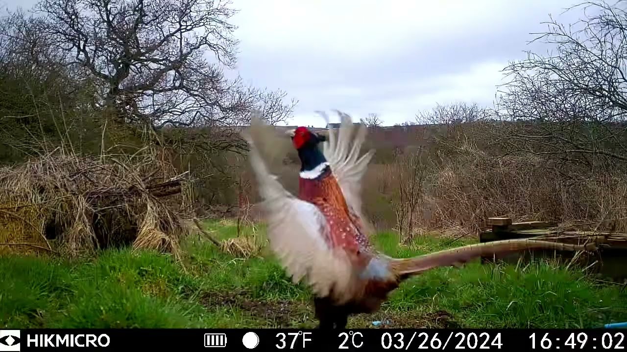 Hikmicro M15 Wildlife Camera