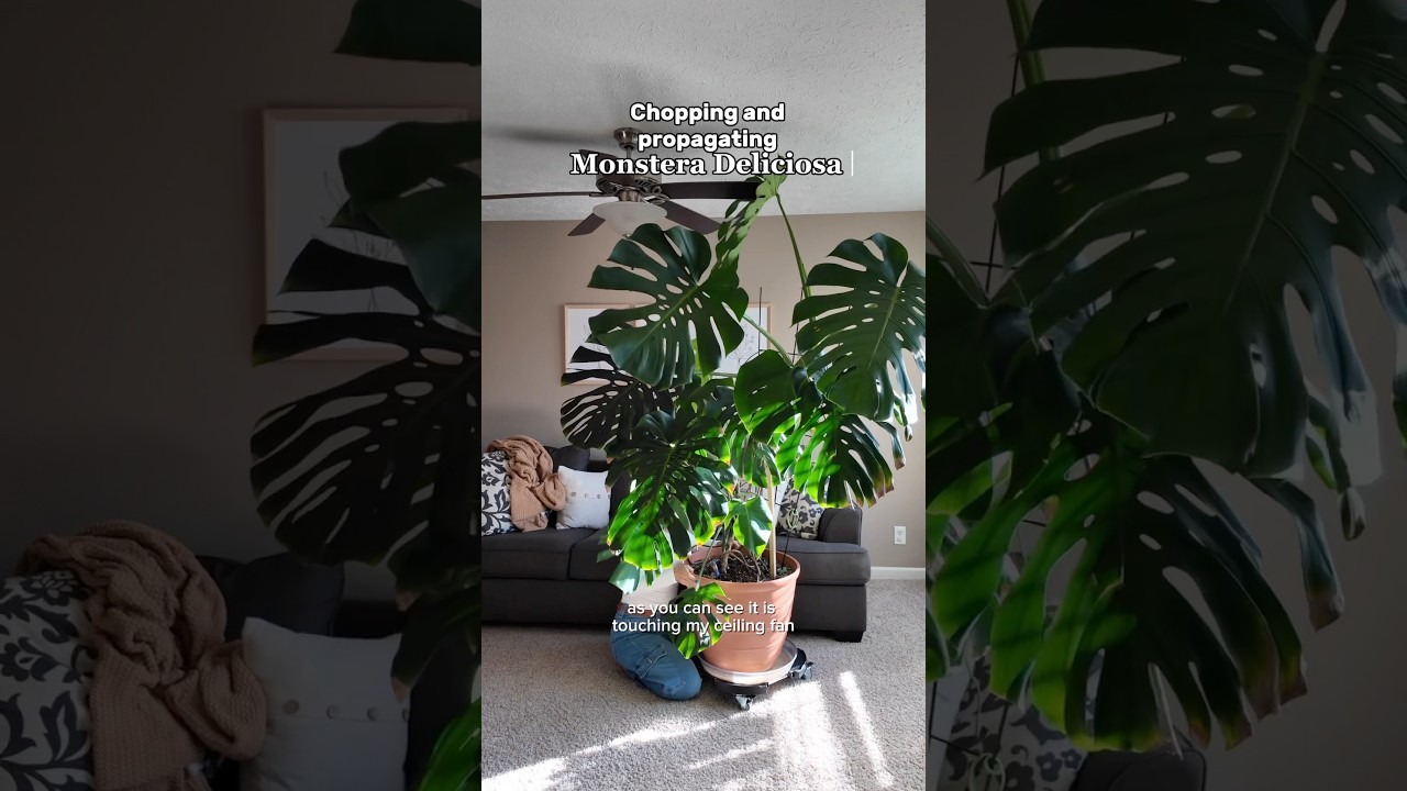 I did the big monstera deliciosa chop&hellip; now it&rsquo;s time to propagate! #monsteraplant #propagation