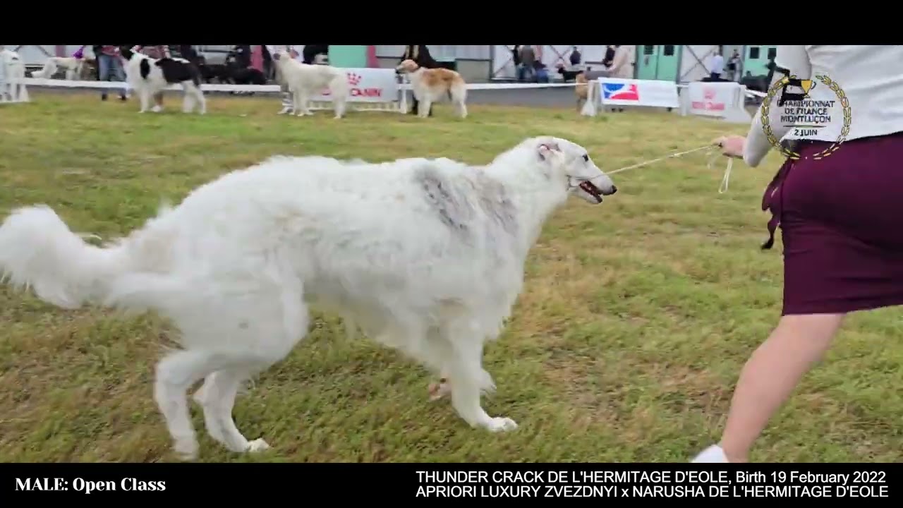 2024 June, Barzoi Males OPEN Class FR Championship Montlucon