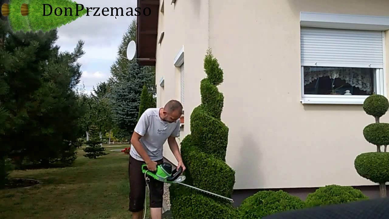 Pruning Emerald Green Arborvitae,Przycinanie tui szmaragd w spiralę(Thuja „Emerald Green”)
