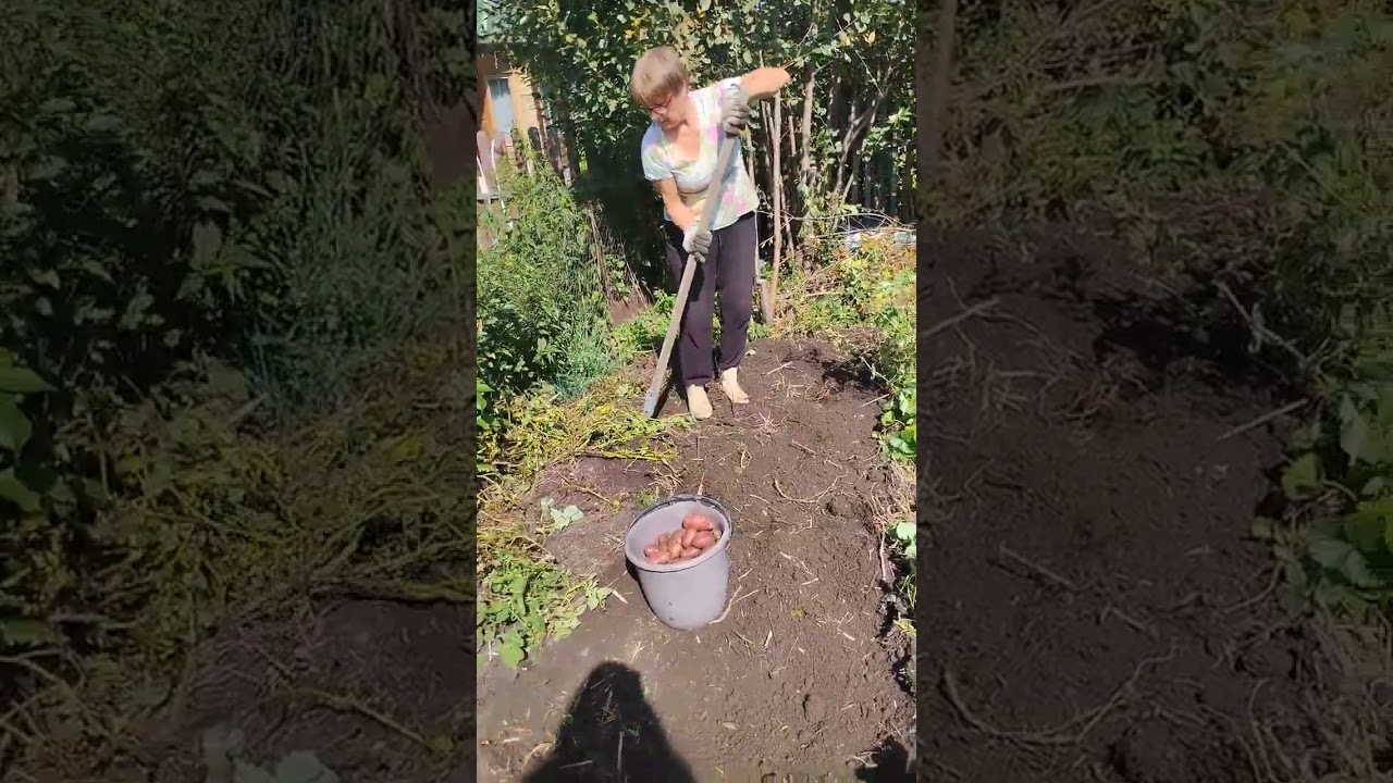 Урожай картошки пока не радует, но это  два самых объеденных колорадскими жуками ряда. Такчто не всë