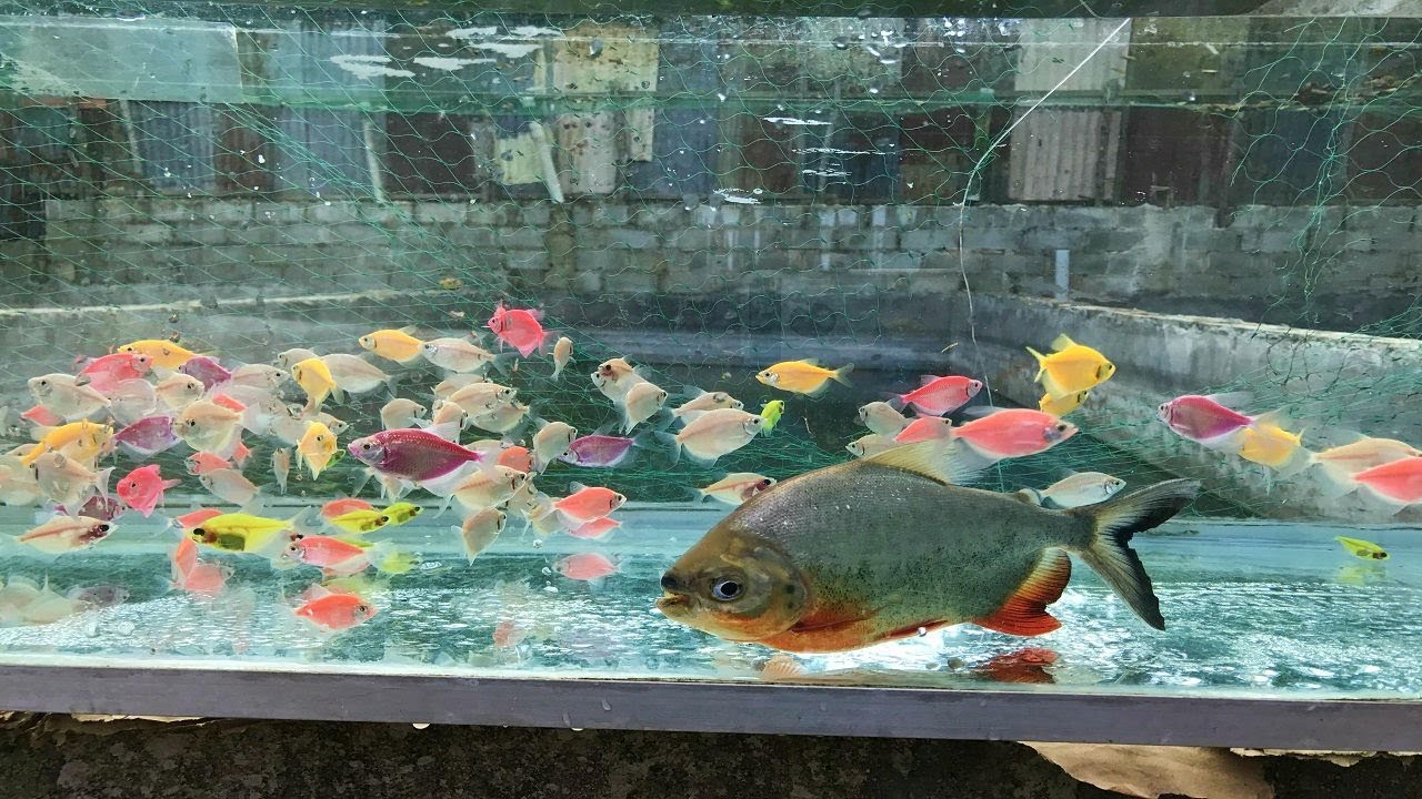 el pez tetra y el pez pacu son familia