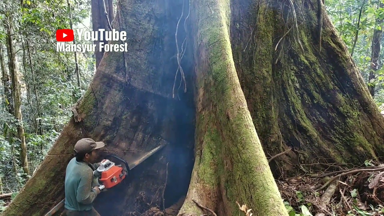 Pekerjaan  Penebangan Pohon Besar Berjenis Bangkirai dengan Chainsaw STIHL 070