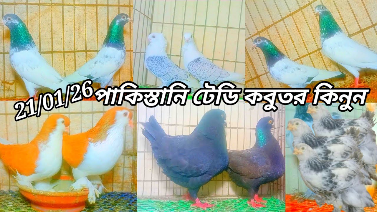 পাকিস্তানি টেডি কবুতর কিনুন//21/01/26@MdForhad001 লোকেশন ভাওয়াল মির্জাপুর গাজীপুর