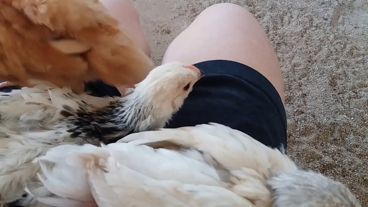 jealous chicken wants pets
