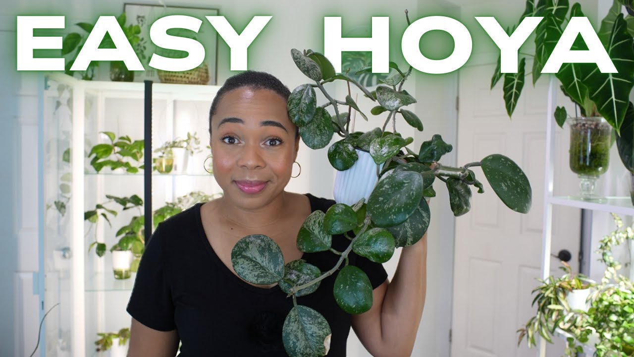 STOP Struggling with Hoyas — These 5 Are Foolproof! 🖤