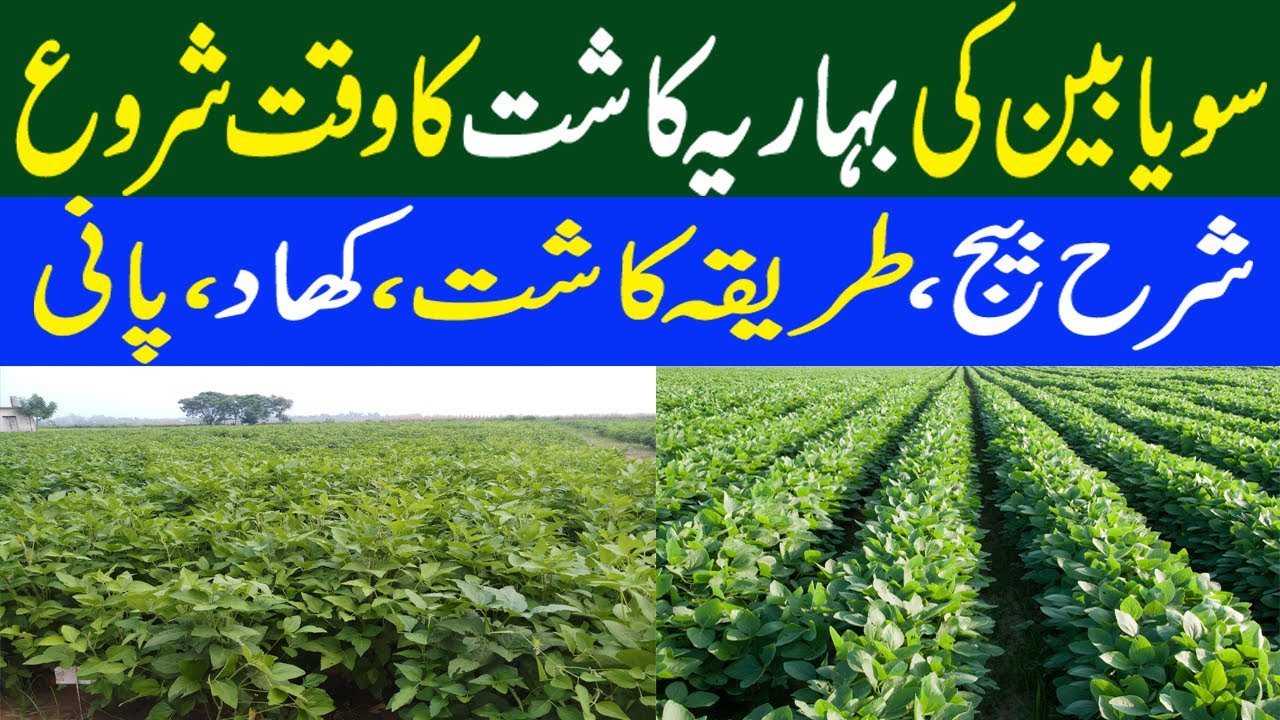 Soybean cultivation || سویابین کی بہاریہ کاشت