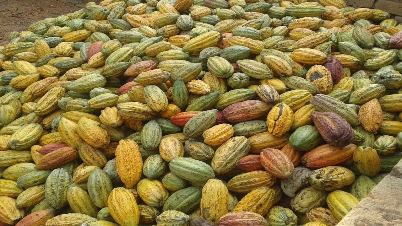 Farmer Profile - Simran - Kokoa Kamili, Tanzania