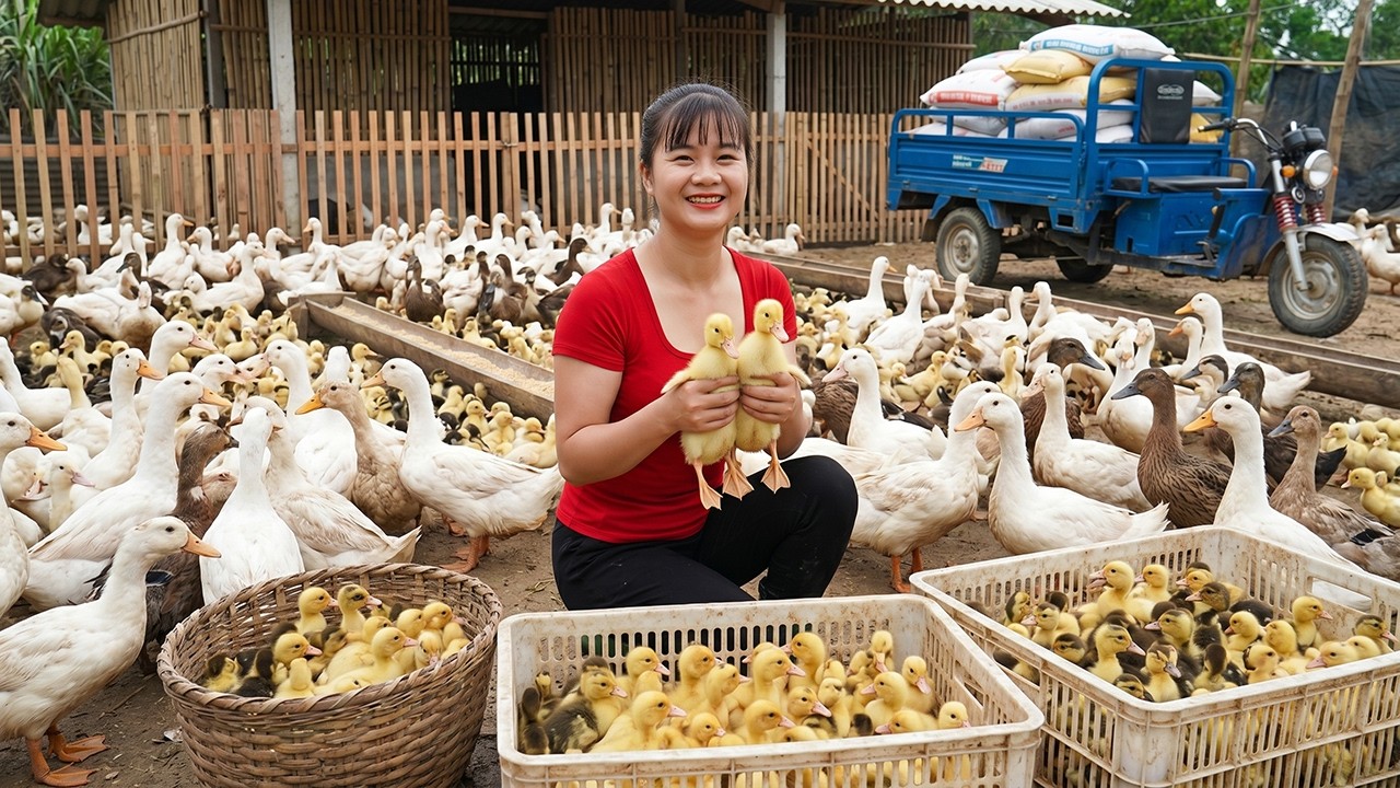 Harvesting 5,000 Ducks For The Village Market | Repairing The Duck Farm & Raising 1,000 Ducklings 🦆🚚