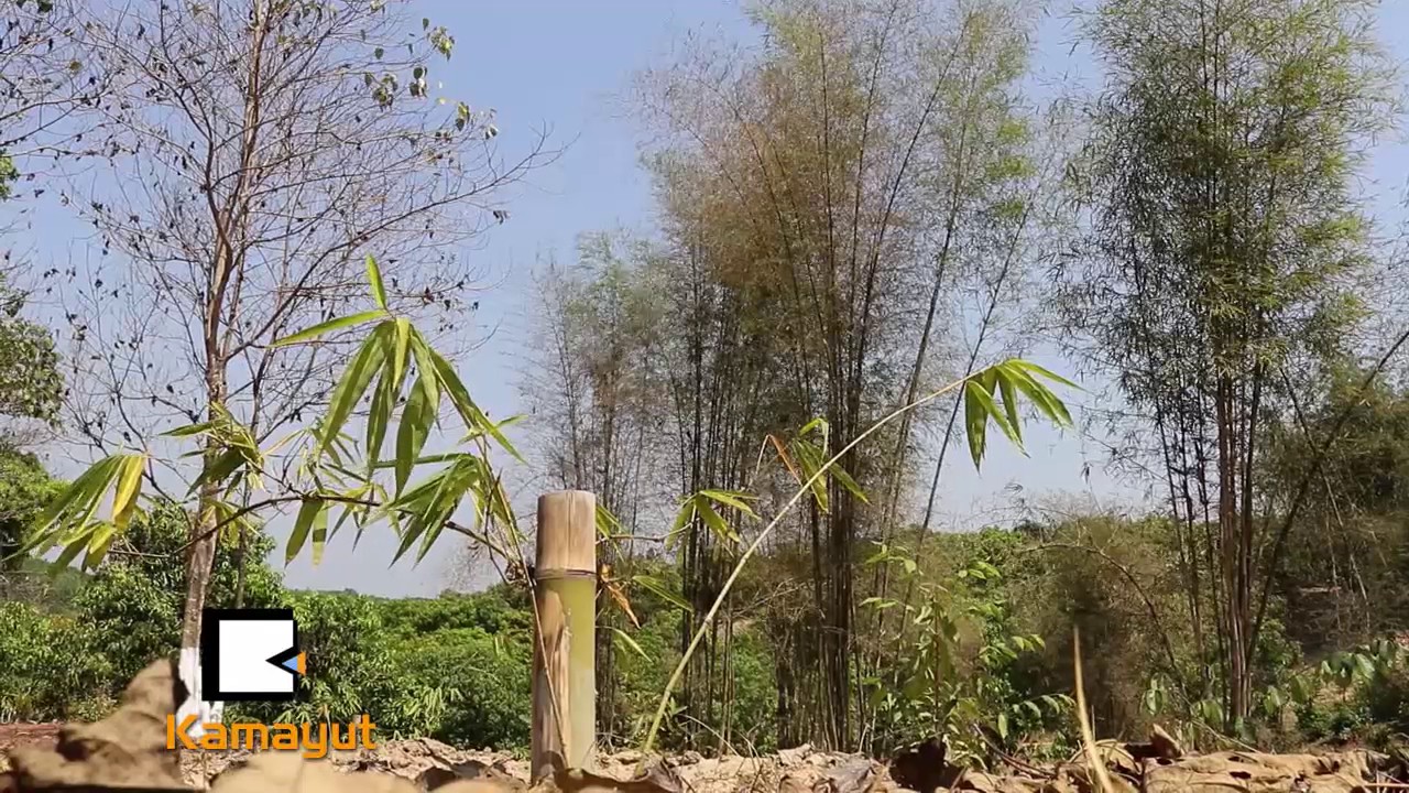 Great to Growth: သစ္မရွိလို႔ ဝါးနဲ႔ေပါင္းကြပ္ရေတာ့မွာလား