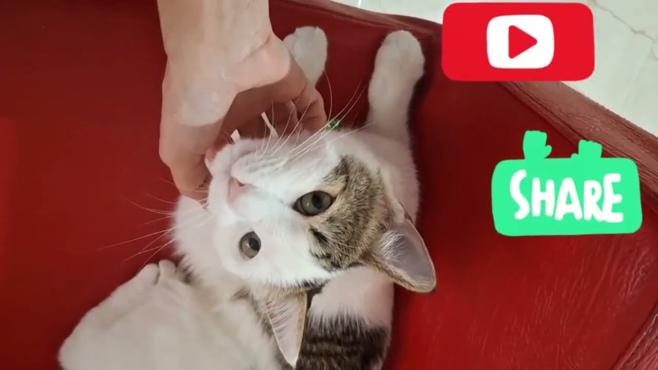 🐱💕 Funniest & Cutest Cat Compilation | Playful, Silly & Adorable Cats