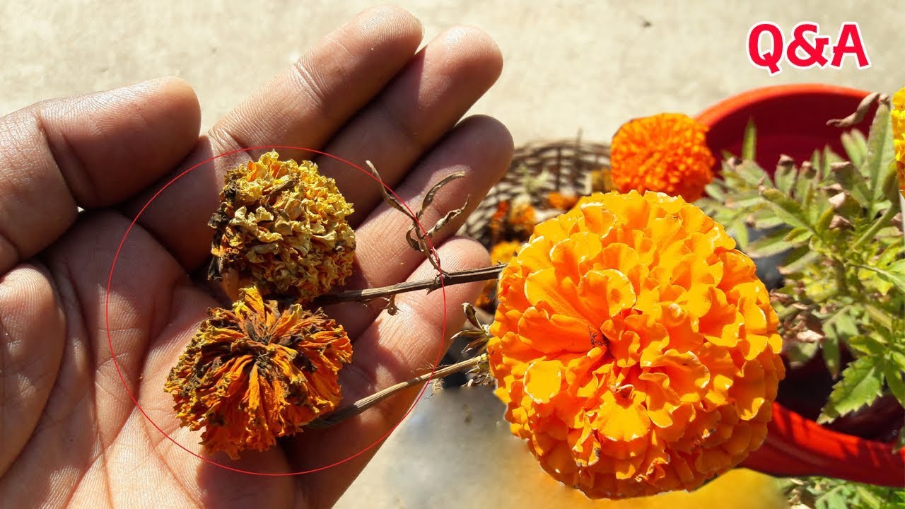 GARDEN SECRETS FOR COLLECTING MARIGOLD SEEDS | गेंदे के Seeds को कैसे Collect करें |TERRACE GARDEN