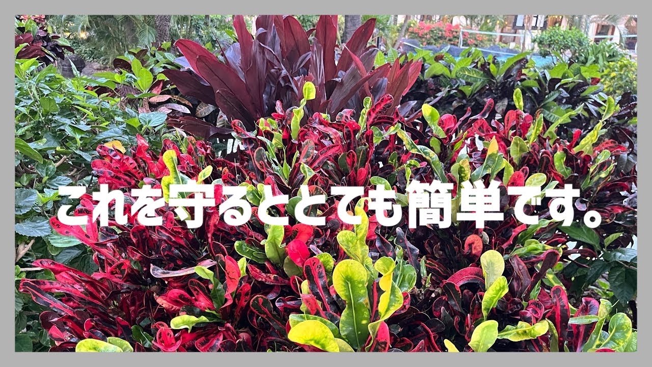 クロトンの上手な育て方を解説