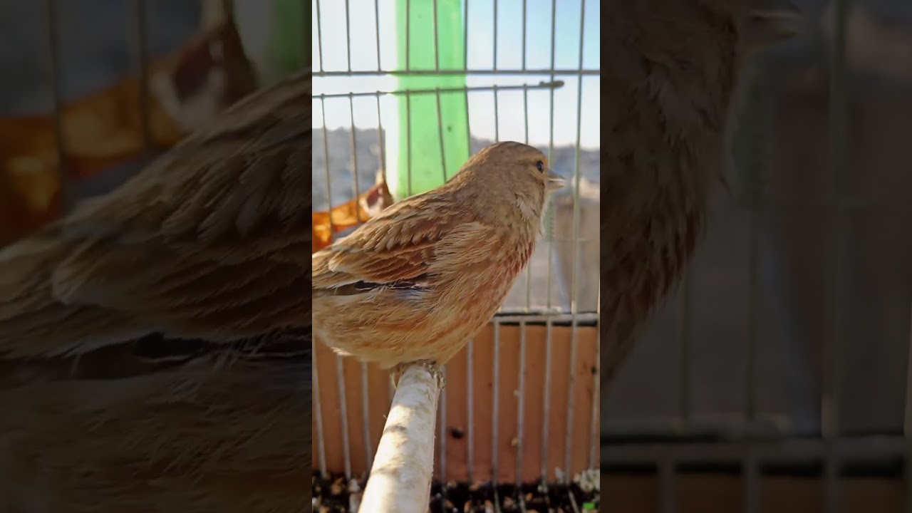 صوت طائر التفاحي في القفص