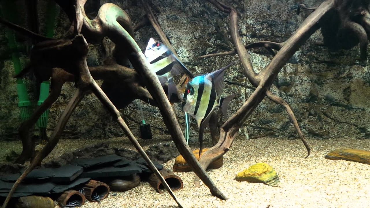 Pterophyllum Altum Orinoco spawning! Orinoco altums zetten eieren af!