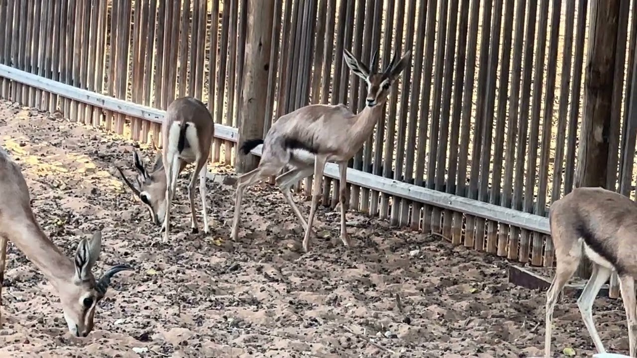 Safari@ Dubai safari Park #dubai #dubaisafaripark 