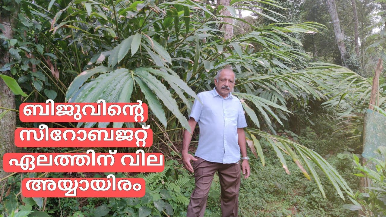 ബിജുവിന്റെ സീറോബജറ്റ് ഏലത്തിന് വില അയ്യായിരം|Zero budget cardamom |Antony muniyara vlogs#cardamom