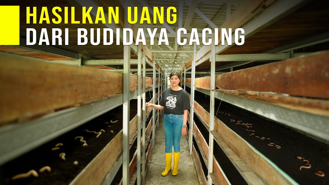 Modal Limbah Dapur Hasilkan Uang Dengan Budidaya Cacing