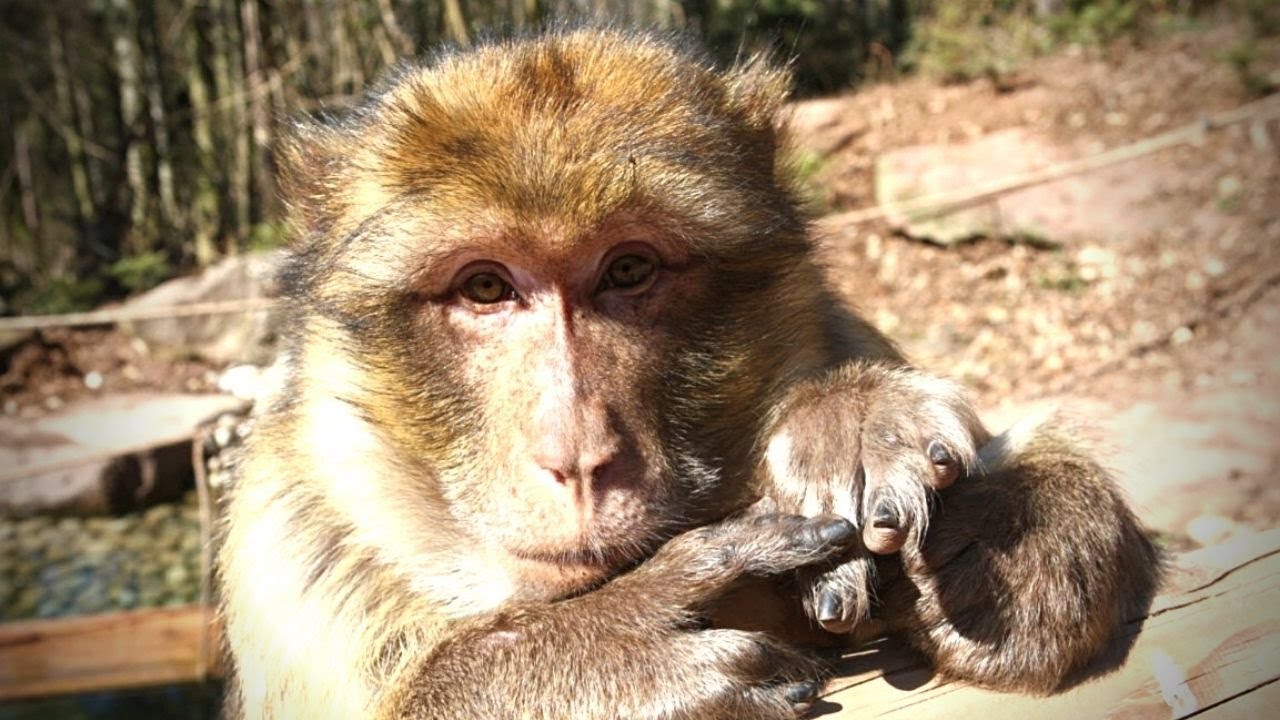 tourisme et patrimoine alsace la montagne des singes
