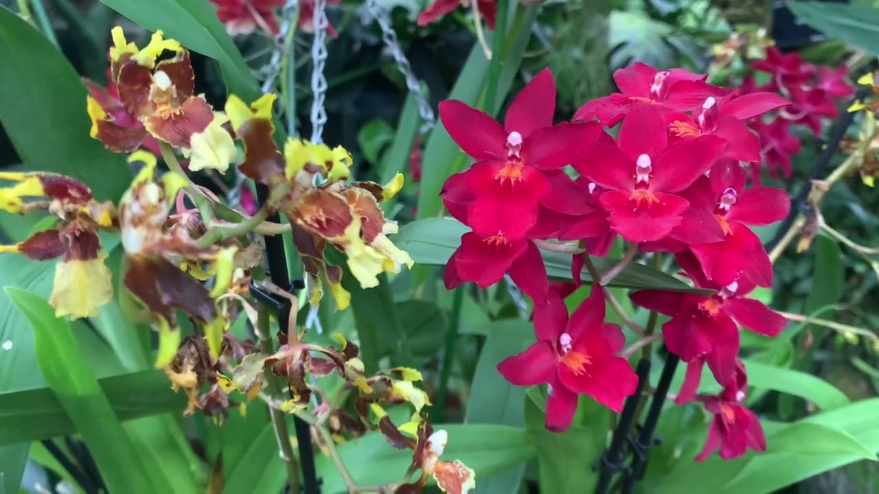 Orchid Festival at Kew 2024